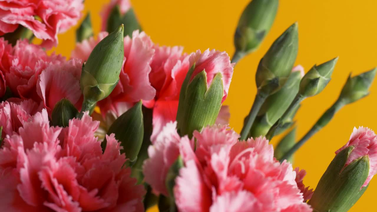 Pink flowers