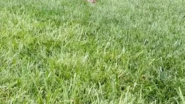 a random summer day in my yard...I have thousands of videos.