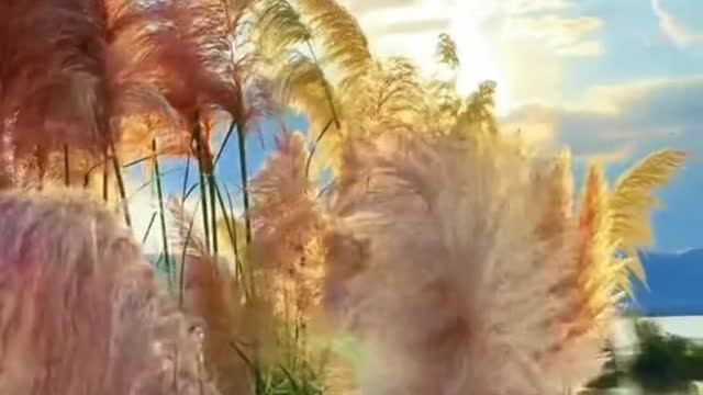 special grass sky sunset foryou beauty scenery
