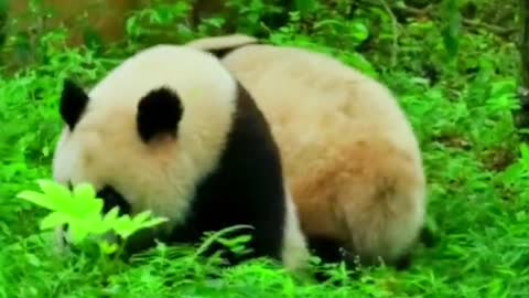 The lovely giant panda come and have a look