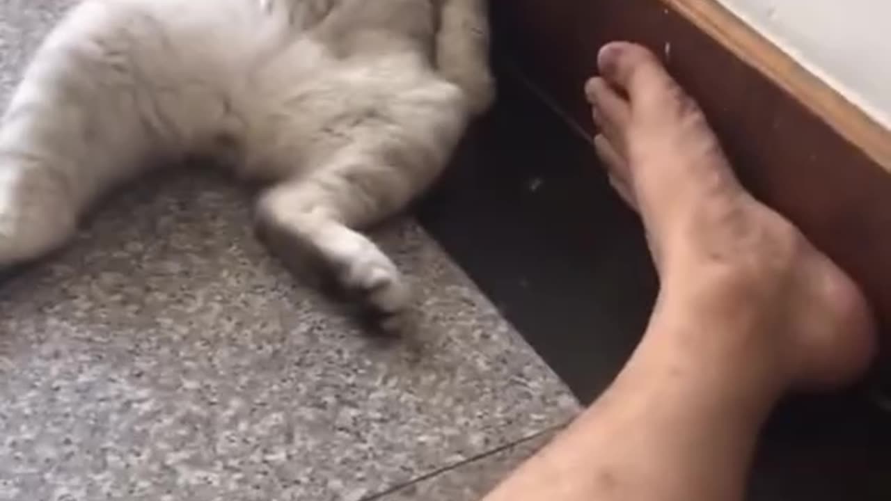 Funny animals
