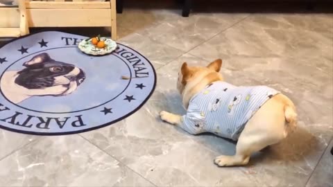 Funny Cat and Dog Videos That Will Make Your Day