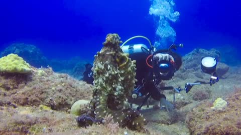 Scuba driver take picture octopus in underwater