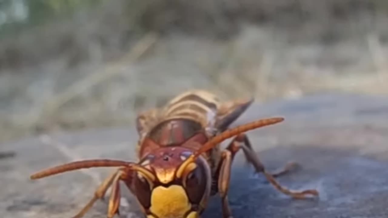 Hornet Wards Off Ants