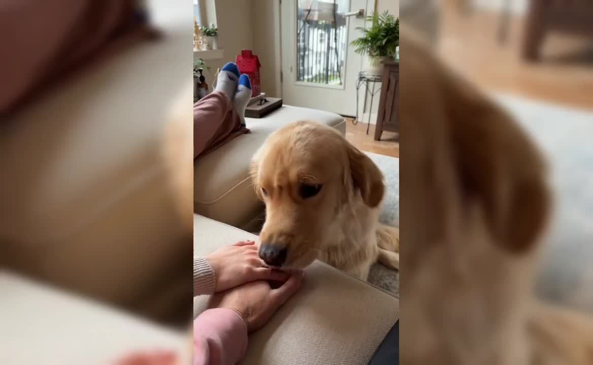 Share the love like this cute dog🤝.