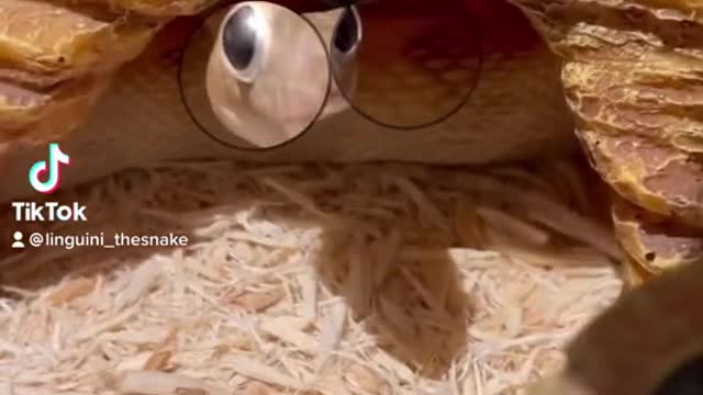 Snake with big eyes