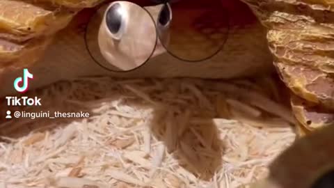 Snake with big eyes