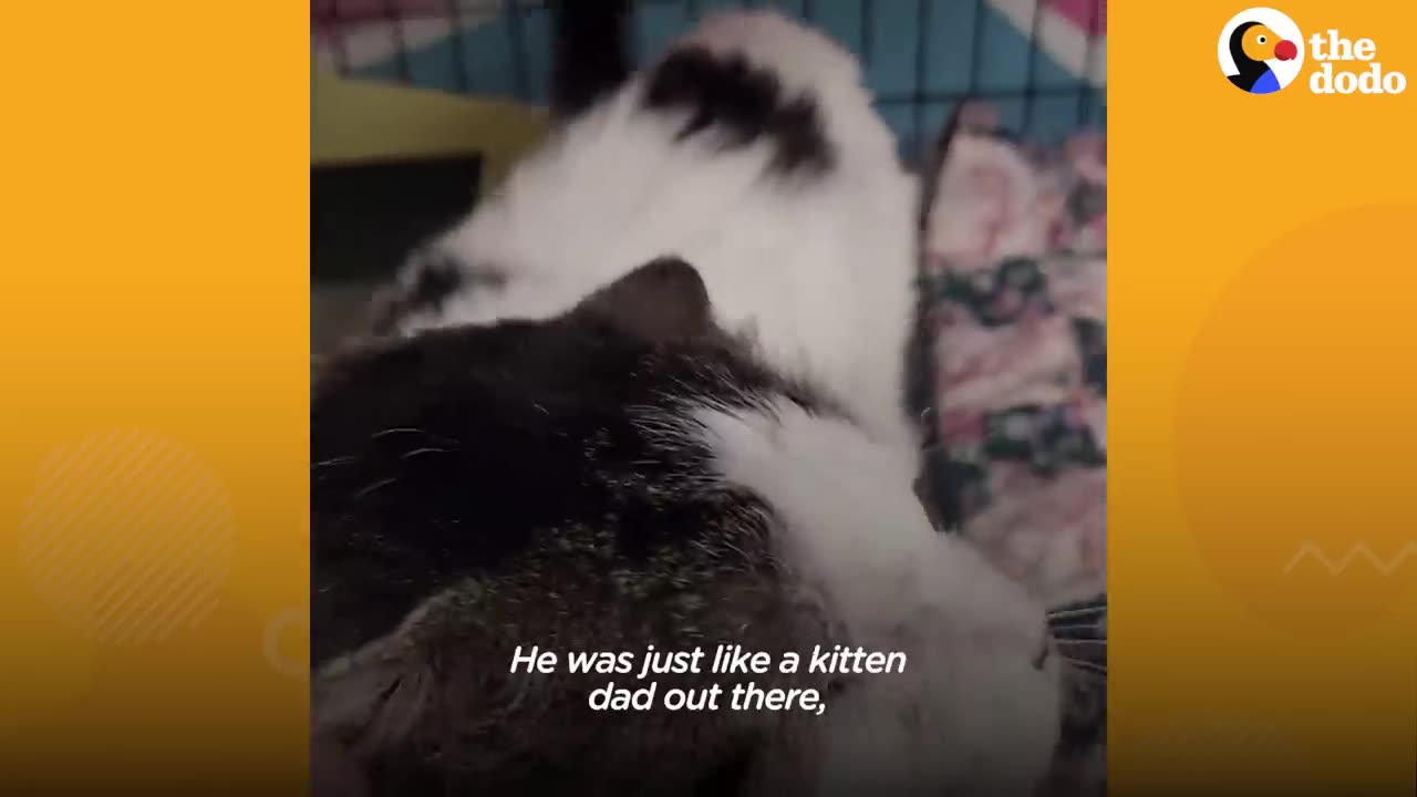 This Cat Was Left Behind When His Owner Moved Away