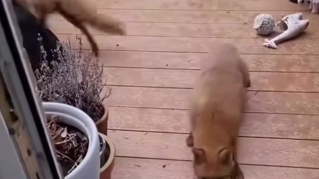 Fox 🦊 beutifull movement