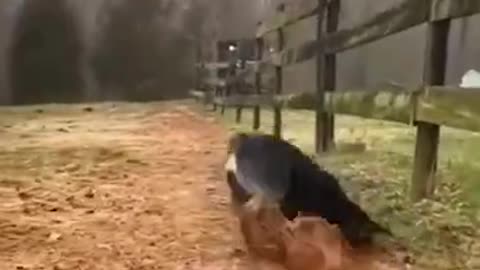 Cute and Funny Puppy Drill The Soil # Smart Dog # Lovely Pet #shorts