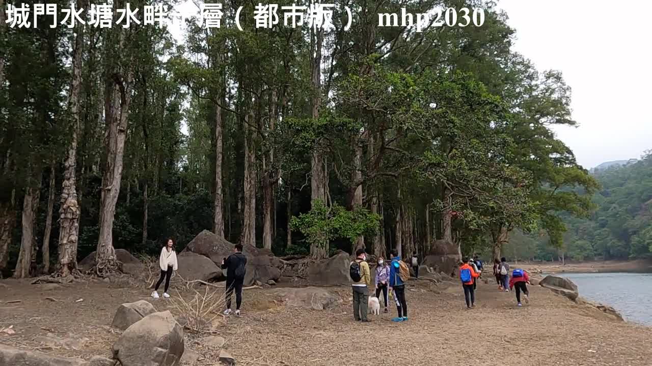 城門水塘水畔千層(都市版)Waterside Paperbarks, Jan 2022, mhp2030 #城門水塘 #水畔千層 #Shing_Mun_Reservoir