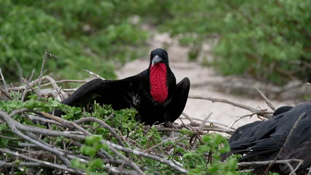 Black bird with red beak