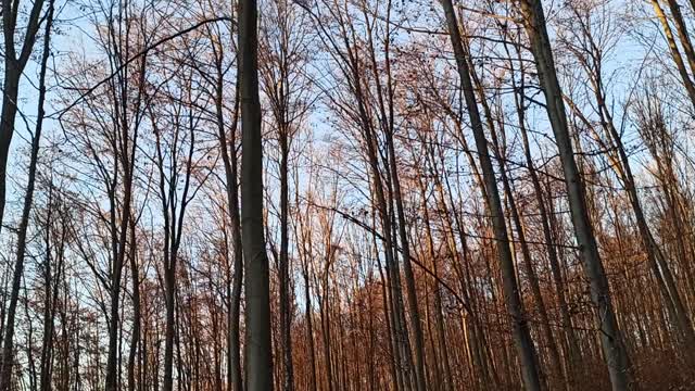 Golden Trees