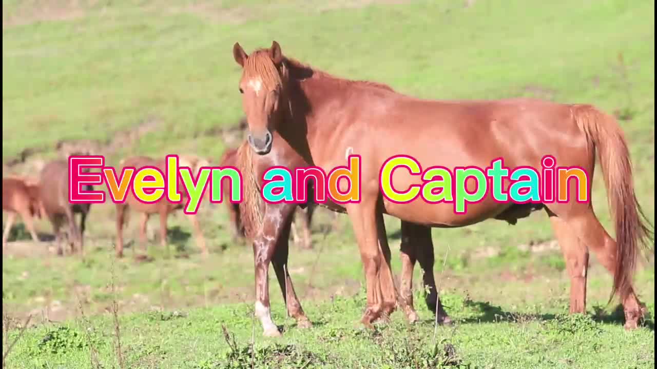 lets confuse the✨non equestrians✨