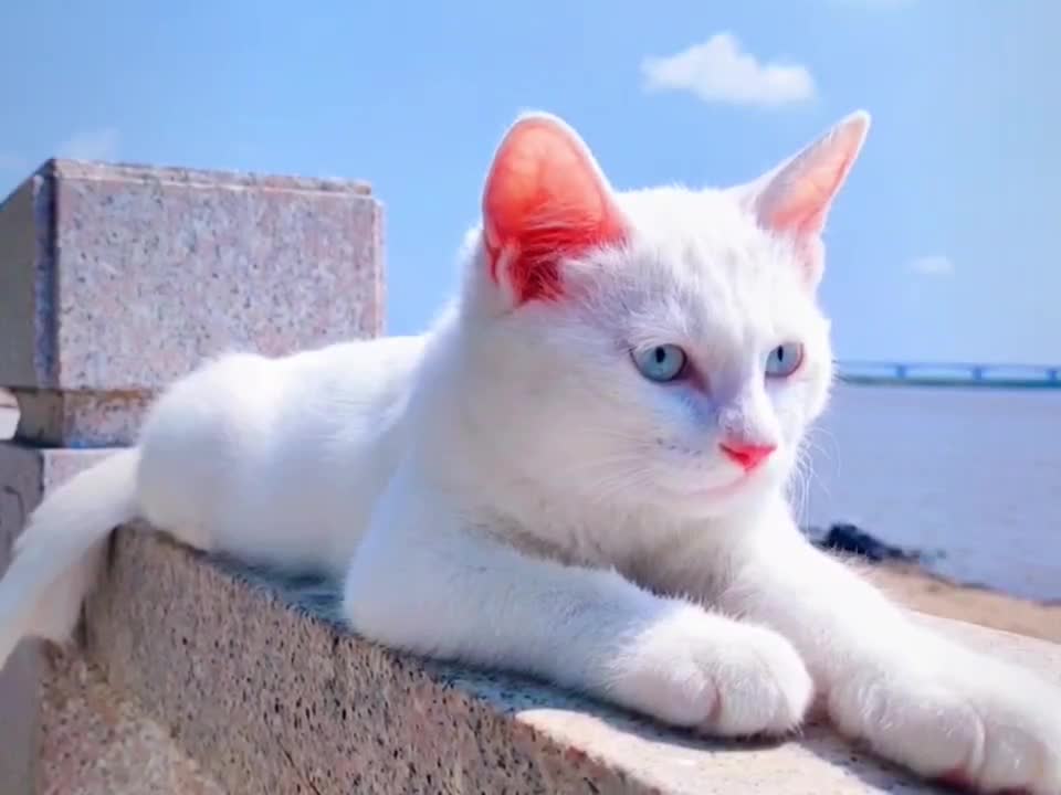 Little milk cat. . .