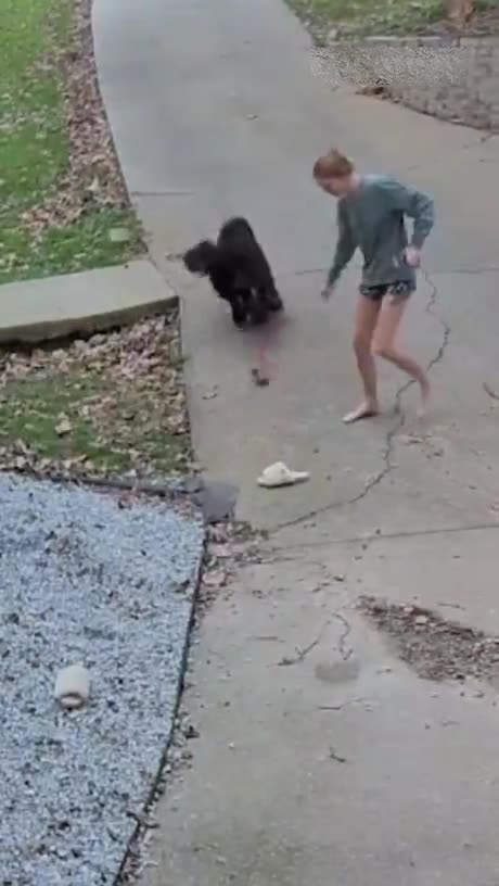 The Brakes Failed #doglife #walkingdog #streetstyle