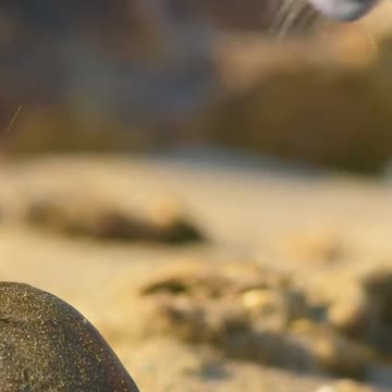 World life Animal Planet