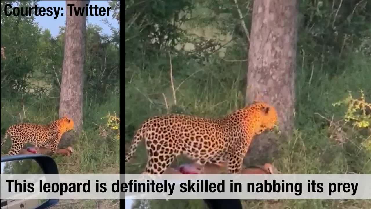 Watch: Leopard shows off kill, drags prey heavier than itself up a tree