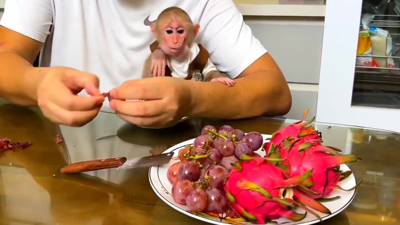 Super Clever monkey BiBi tricks the father for steal fruits to eat