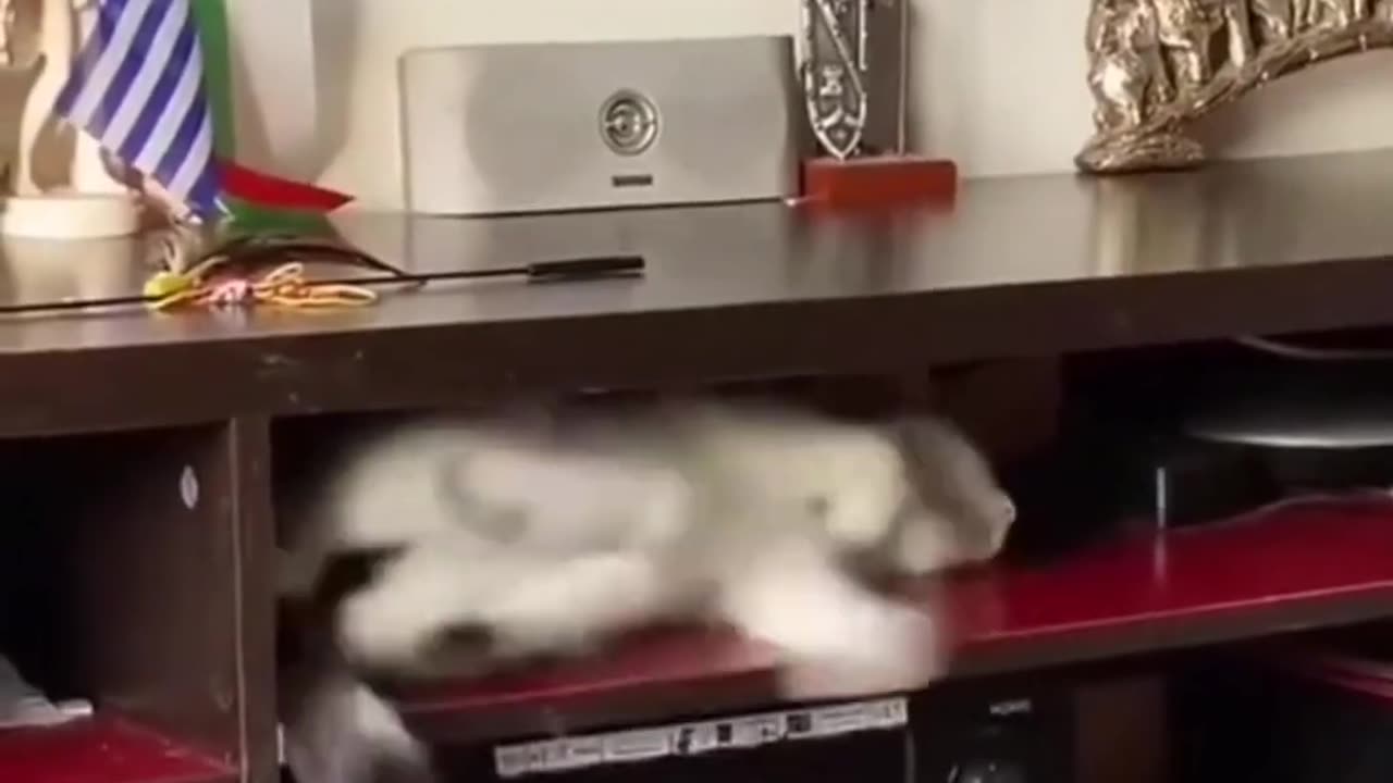 Funny animals