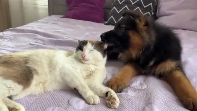 German Shepherd Puppy Meets Cat for the First Time