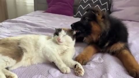 German Shepherd Puppy Meets Cat for the First Time