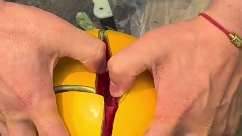 Yellow watermellon cutting