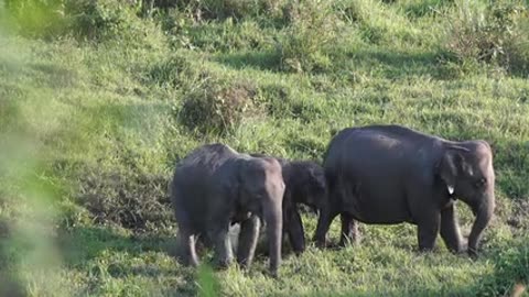 Wild elephants nature beauty