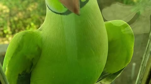 Beautiful a parrot