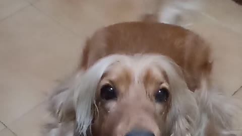GOLDENDOG2022