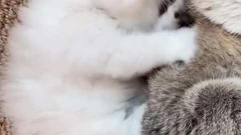 "Playful Moments: A Heartwarming Bond Between Mother Cat and Kitten"