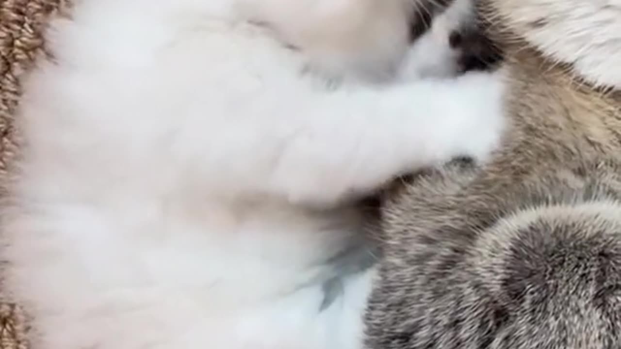 "Playful Moments: A Heartwarming Bond Between Mother Cat and Kitten"