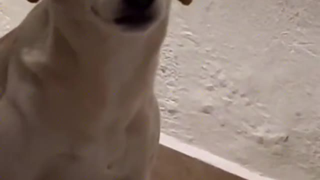 dog is not afraid of being scolded, it knows that the shovel owner loves it