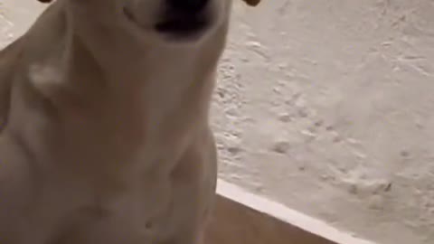 dog is not afraid of being scolded, it knows that the shovel owner loves it