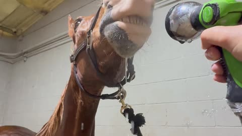 Horse is Highly Entertained by Water Hose