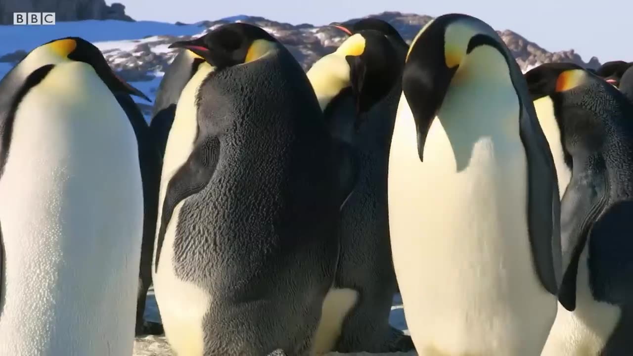 Baby Penguin Tries To Make Friends - Snow Chick