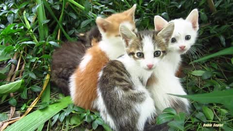 Kittens in the bushes with a new white friend