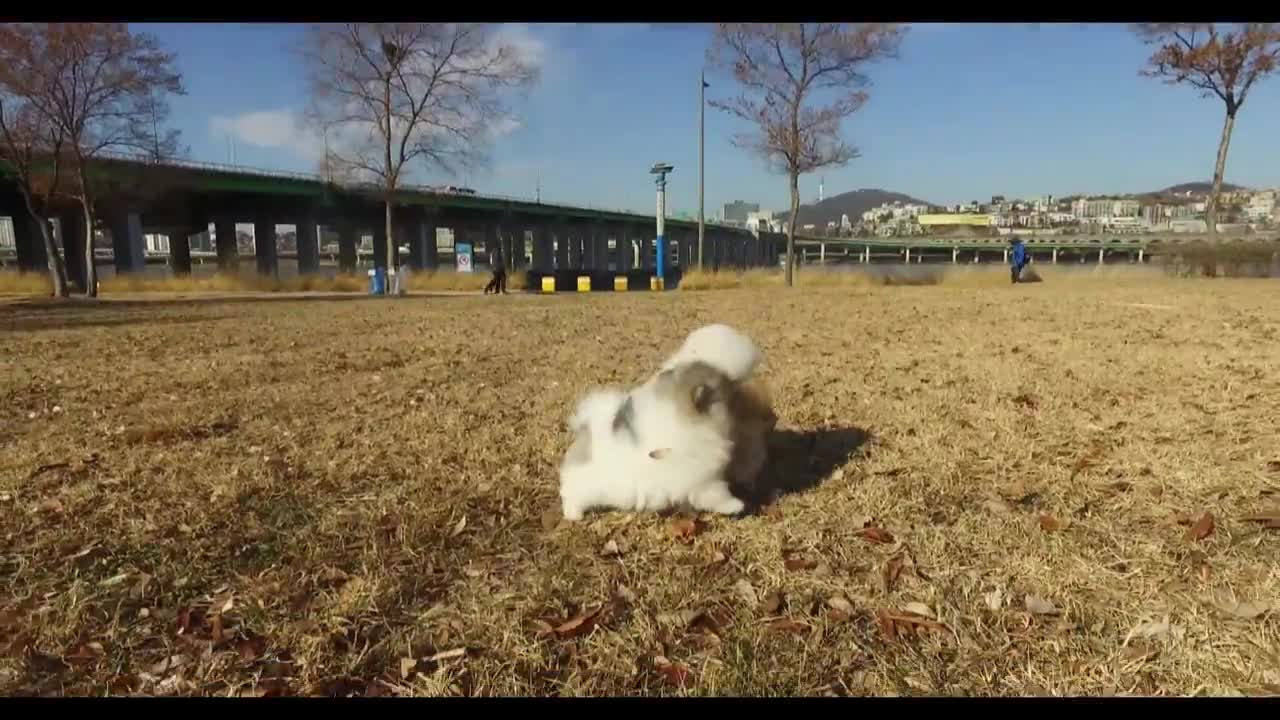 Micro Teacup Puppy white pomeranian