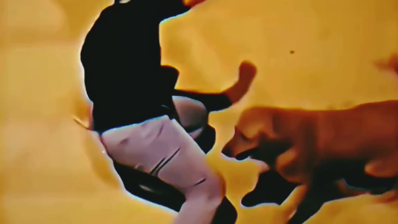 Unbelievable Dog Football Skills: The Most Amazing Soccer-playing Pooch!