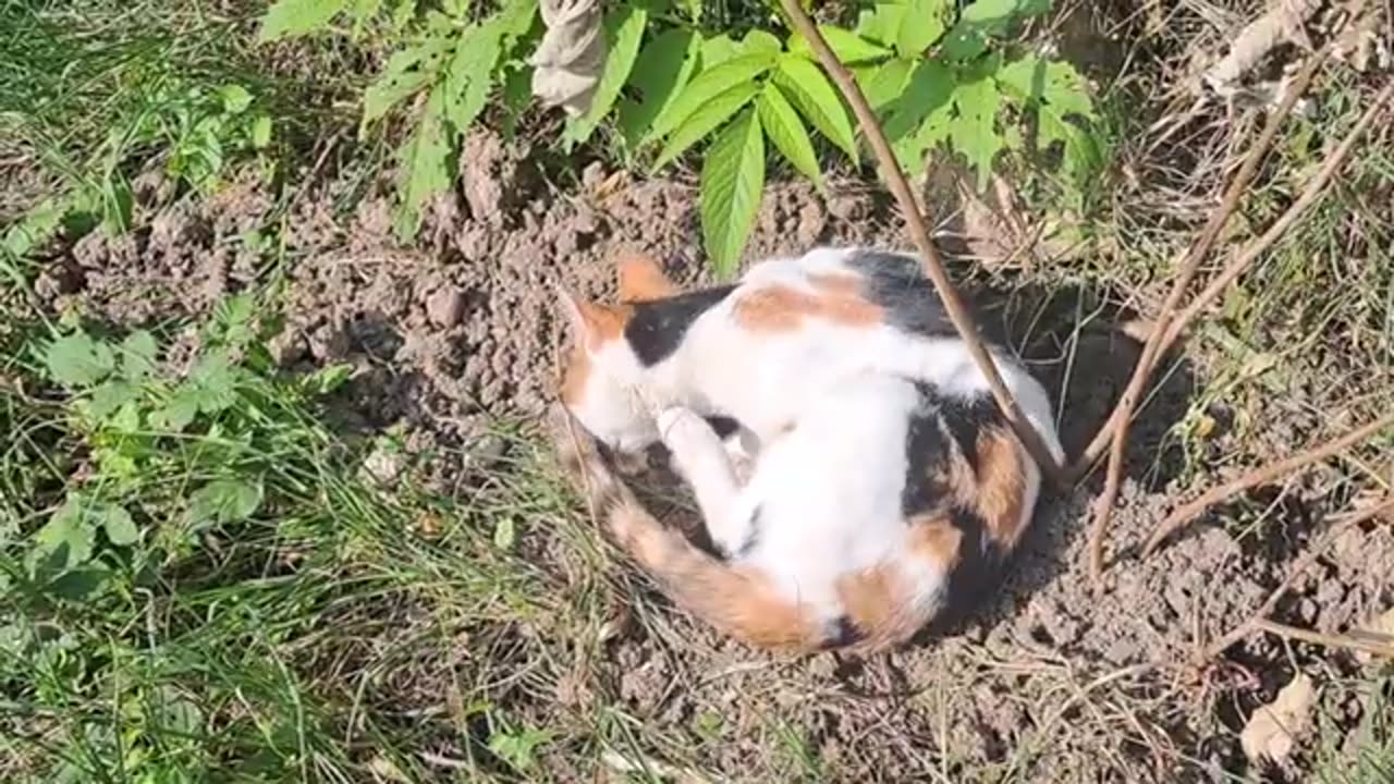 Cute snoozing cat. The cat is resting