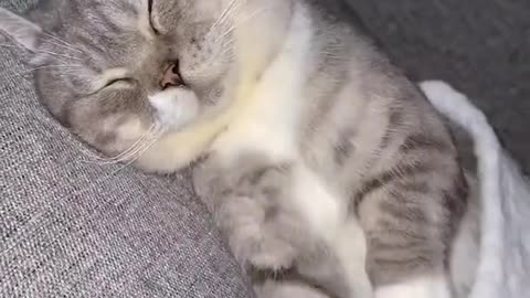 A little cute who indulges in dreams