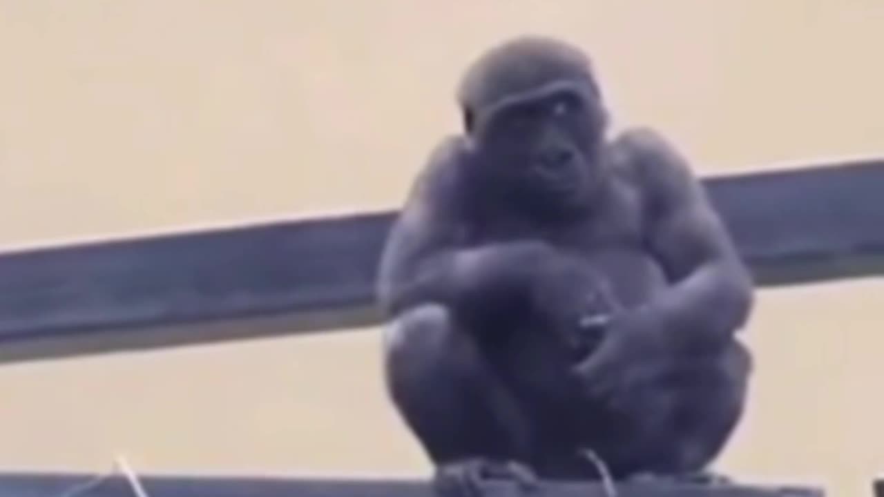 funny animals baby gorilla LOL