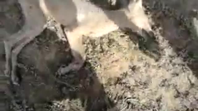 Chupacabra in America