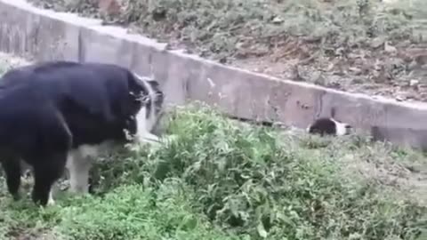 Rescue dog