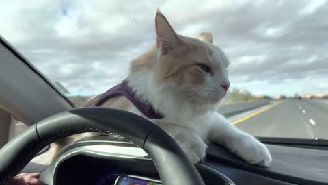 cats who want to drive