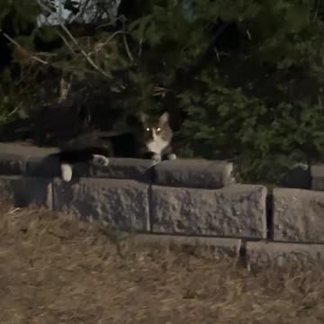 Two cats on side walk at night