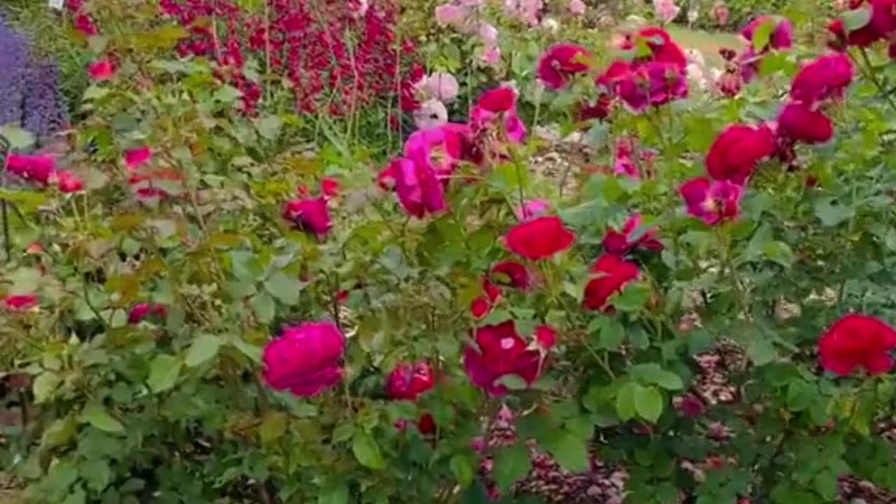 Beautiful garden pull of English flowers