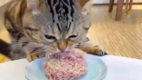 Yaami#foryou #animal #babe #funny #cute #cat #eat #food