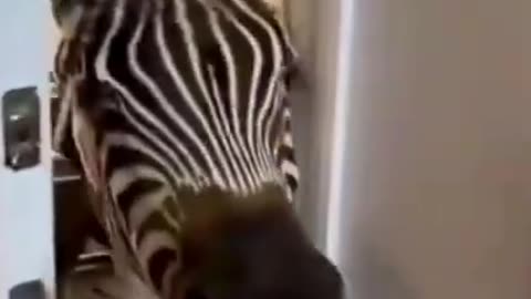 Funny Zebra Prank Videos