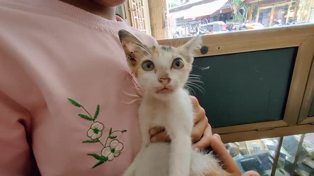 Neighbors come into the store with a cute kitten